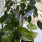 Dragonfly Key Stained Glass Garden Stake