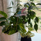 Butterfly Key Stained Glass Garden Stake