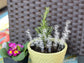 Herbs Clear Acrylic Garden Stake