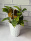 Digital File - Morel Mushroom Stained Glass Garden Stake Pattern