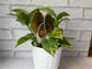 Stained Glass Morel Mushroom Garden Stake
