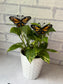 Monarch Butterfly Stained Glass Garden Stake