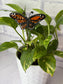 Monarch Butterfly Stained Glass Garden Stake