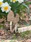Morel Mushroom Laser Engraved Wood Garden Plant Stake Decor Set of 3